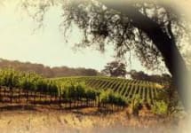 Davis Bynum Winery Image