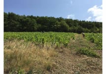 Domaine Blain Soeur & Frere  Winery Image