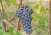 Roberto Voerzio Langhe Nebbiolo Grapes From the Vineyard Winery Image