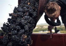 Domaine de la Beche Harvest Winery Image