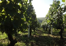 Henri Costal Les Truffières vineyard of Domaine Costa Winery Image