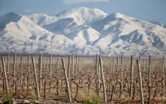 Bodega Cuarto Dominio The Vinyards of Bodega Cuarto Dominio Winery Image