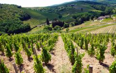Camille Melinand The Chiroubles Slope Winery Image