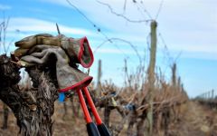 Finca El Origen Working in Las Pintadas Vineyards Winery Image