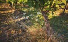 Giesen Dillons Point Vineyard Organic Vine Winery Image