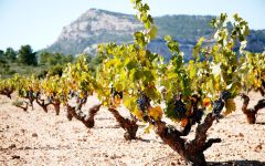 Bodegas Castano Castano Vines Winery Image