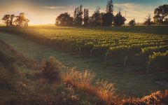 Wairau River Wairau River Home Vineyard Winery Image