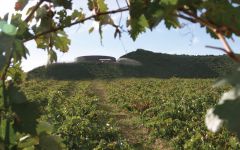 Vina Real Winery Image