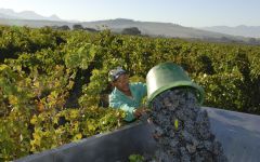 Meerlust Harvest at Meerlust Winery Image