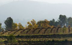 Raventos i Blanc The Estate in Autumn Winery Image