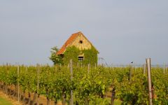 Weingut Friedrich Becker Kammerberg Hexenhauschen Winery Image