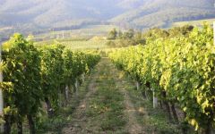 Adzic  Winery Image