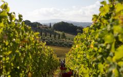 Caiarossa Biodynamic Viticulture Winery Image