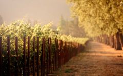 Benito Santos Winery Image