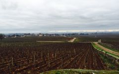 Philippe Pacalet Winery Image