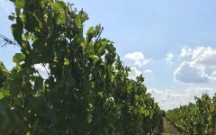 Fritz Muller Winery Image