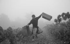 Shatter Picker with picking bins Winery Image