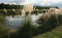 Alma Negra Alma Negra's Lush Landscape Winery Image