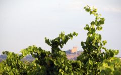 Domaine de Marcoux View from Gallimardes Winery Image