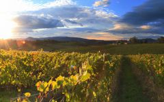 Giant Steps Tarraford Vineyard Winery Image