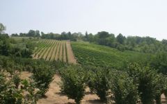 Mastroberardino Mastroberardino Vineyards Winery Image