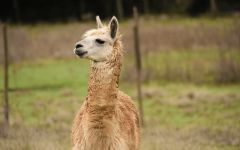 Gillmore Gillmore Llama Winery Image