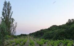 Bodegas Maximo Abete Winery Image