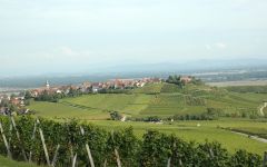 Pierre Sparr Vineyards; Alsace in the distance Winery Image