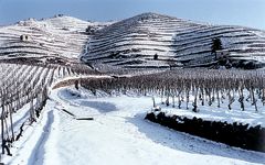 Delas Freres Delas' Hermitage vineyards in the winter Winery Image