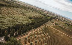 Poggio al Tesoro Viale dei Cipressi Winery Image