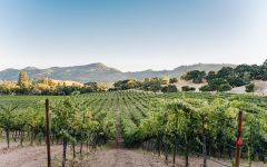 Ghost Block Ghost Block vineyard in Yountville Winery Image