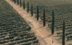 Certosa di Belriguardo The Typical Cypressi Winery Image