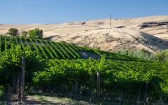 Eroica Viewcrest Vineyard Winery Image