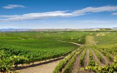 Bodegas Martinez Corta The Vineyard Winery Image