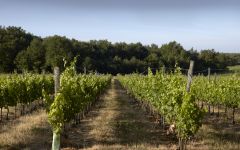 Chateau Bois Pertuis Chateau Bois Pertuis Vineyards Winery Image