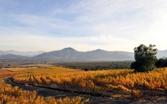 Koyle Koyle vineyards in Autumn Winery Image