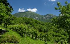 Bottega Mountain Views at Bottega Winery Image