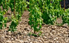 Pietradolce New Plantings of Nerello Mascalese Winery Image