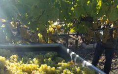 Au Contraire Chardonnay Grapes Winery Image