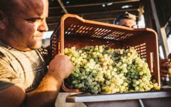 Hatzidakis Hatzidakis Sorting Grapes Winery Image