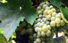 Biancavigna Biancavigna Vines Winery Image