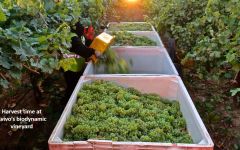 Avivo Wines Harvest Time at Avivo Winery Image
