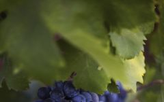 Cantine San Marzano San Marzano Primitivo Winery Image