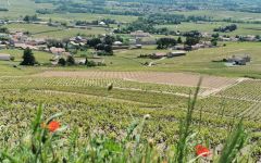 Domaine Gilles Coperet Beaujolais Winery Image