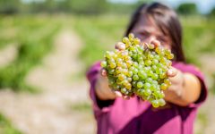 Garciarevalo Freshly-picked Verjedo grapes. Winery Image