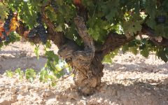 Bardos Old Tepramillo vine full of grapes Winery Image