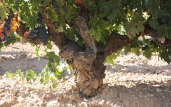 Bardos Old Tepramillo vine full of grapes  Winery Image