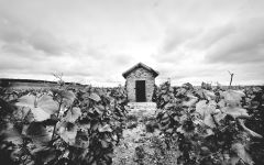 Thienot La Vigne aux Gamins in Avize Winery Image