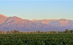 Bodegas Caro Winery Vineyard View of the Mountains Winery Image