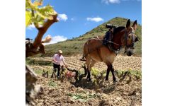 Cuentavinas Low Impact Viticulture Winery Image